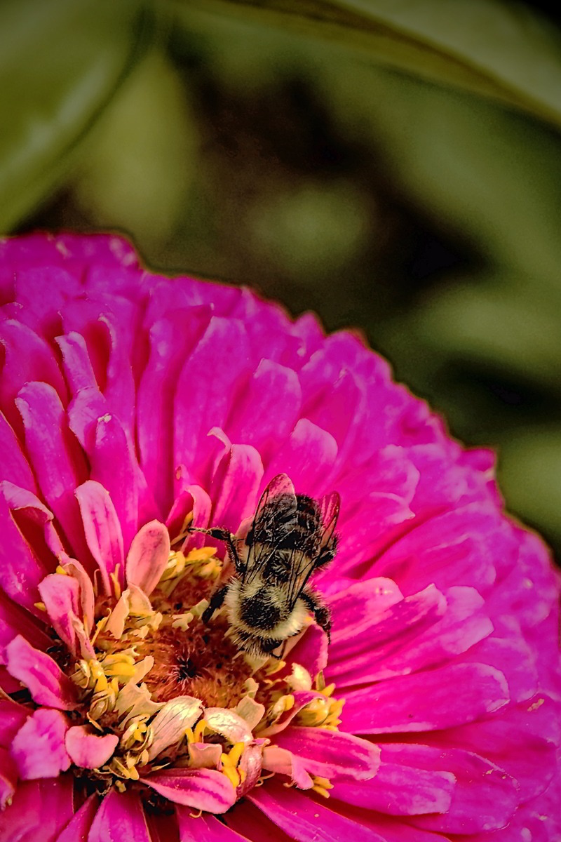 Bee on an Elegant Zinnia- 00